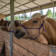 Horse Stable