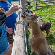 Petting Zoo